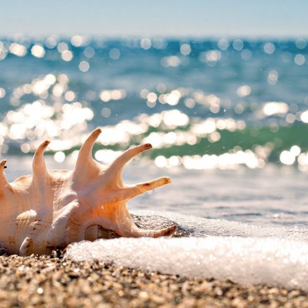 184124_muszla-skrzydelnika-olbrzymiego-plaza-piasek